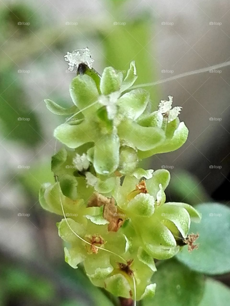 Wireplant ( muehlenbeckia ) flower