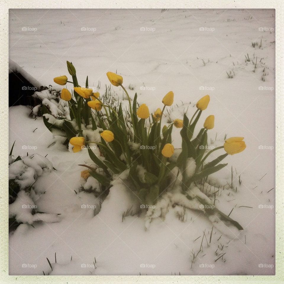 Spring snow