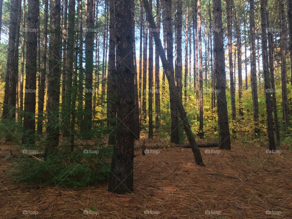 Walking through the Forrest 
