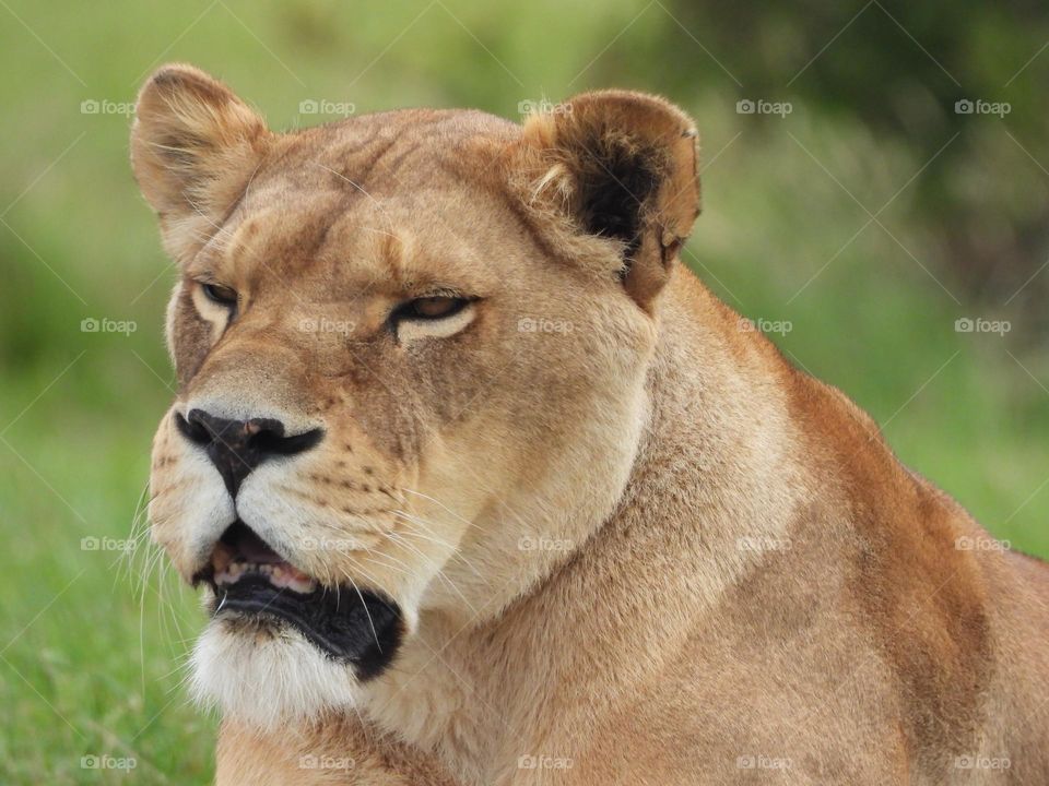 A lion in a local zoo