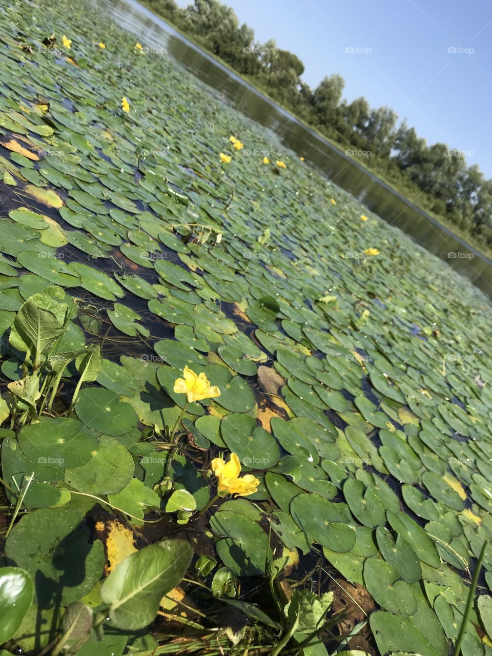 lake with water lilies.