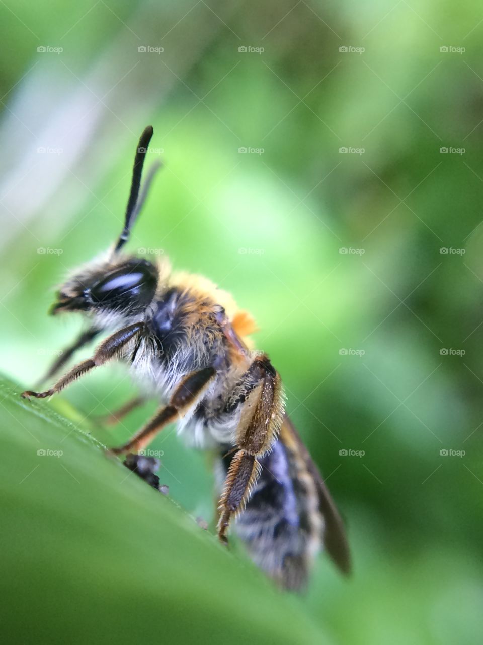 Honey bee on leaf