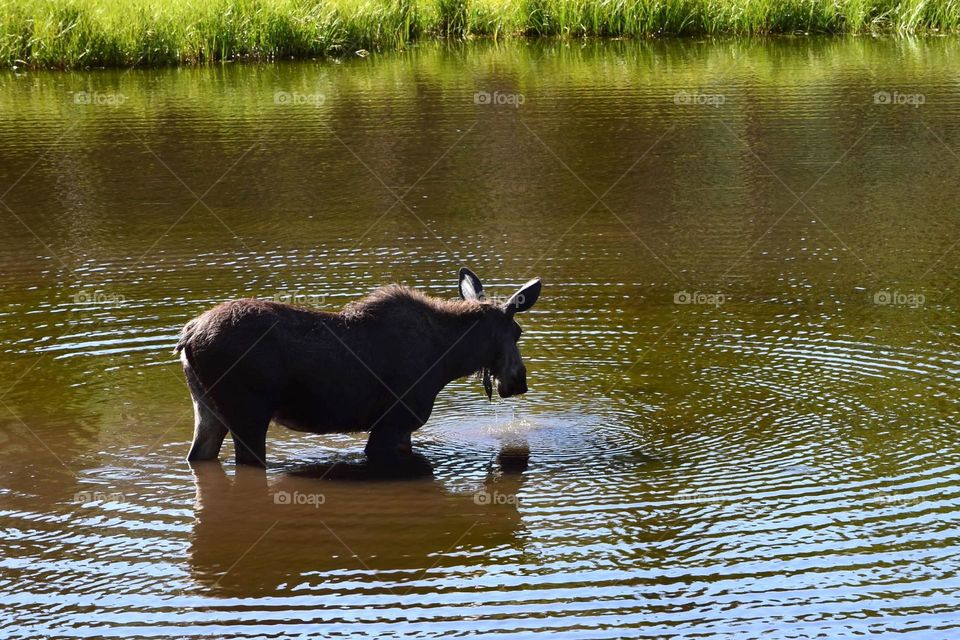 Moose wading in a lake at Rocky Mountain National Park. 