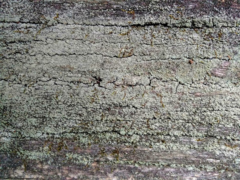 Weathered Wood with Lichen