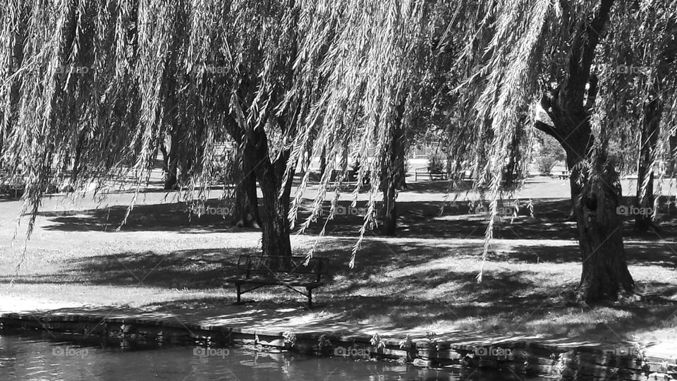 Willow Tree and Bench