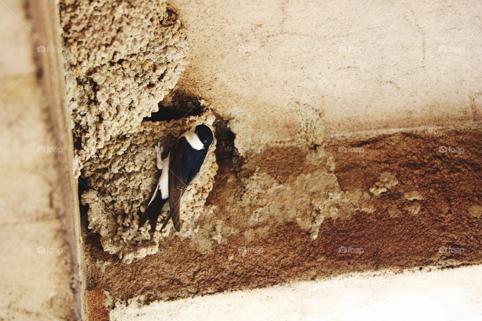 On the balcony ceiling  a nest of sparrows in old home 