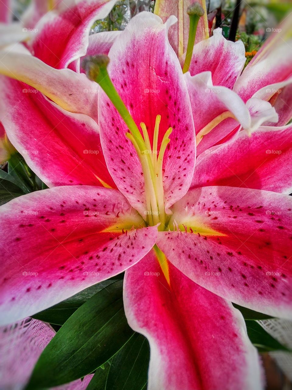 lilies are beautiful flowers that return year after year and require minimal care as long as you plant them in the right place.