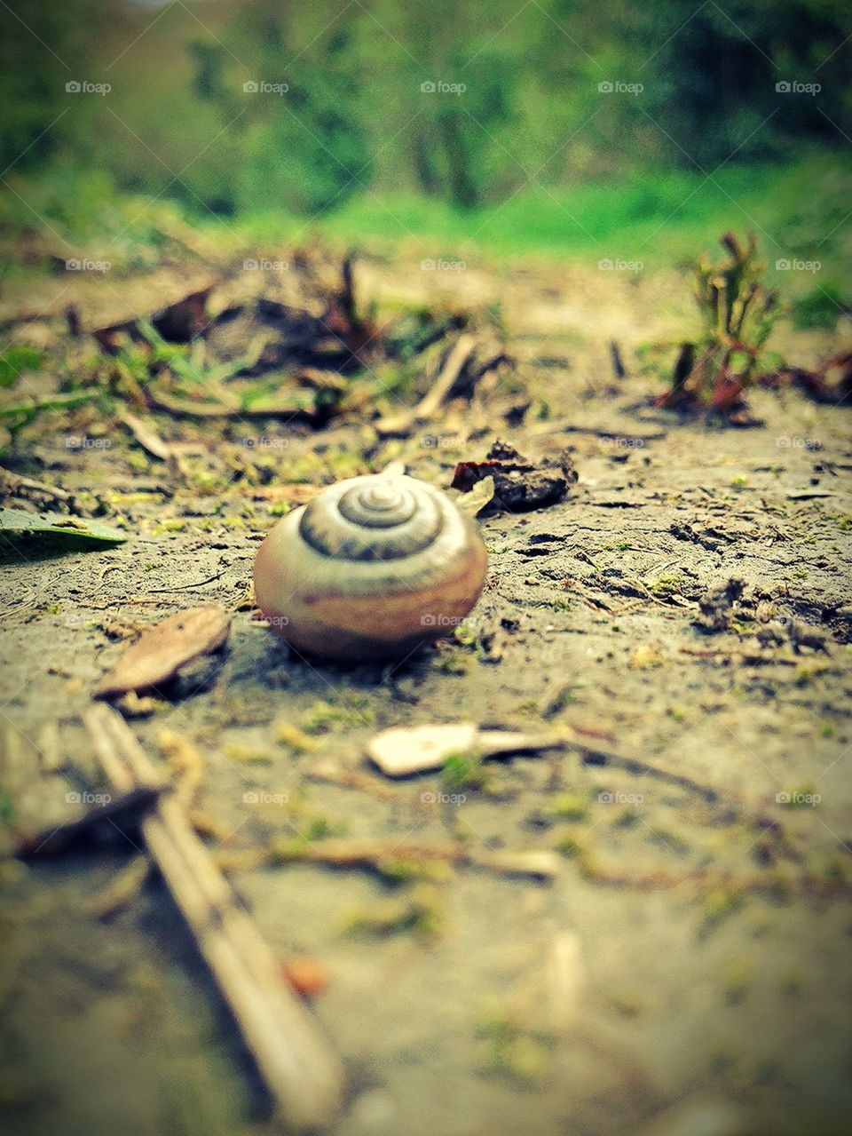 Snail Trail 