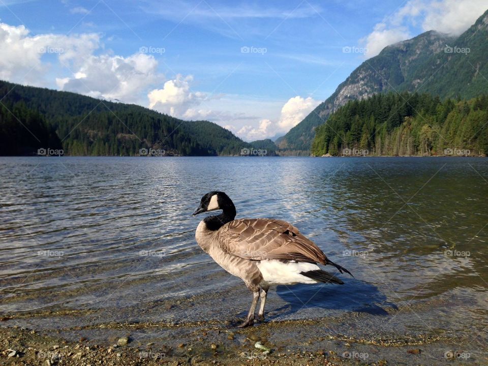 Canada goose at lake