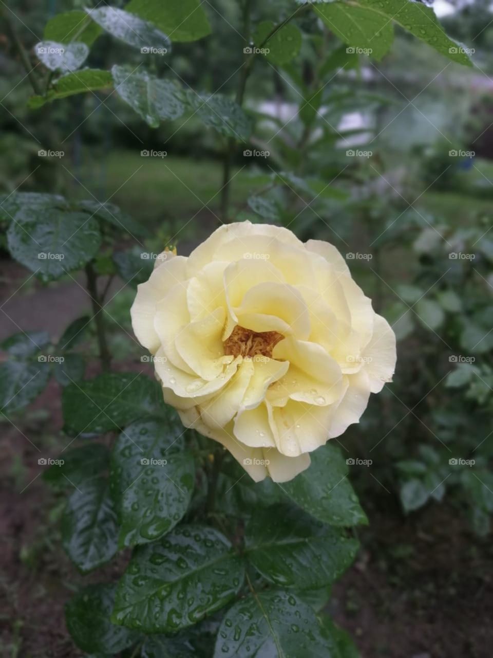 This rose is very dear to me - I grew it myself
