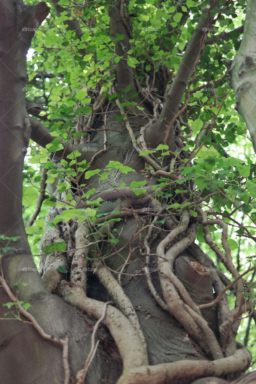 Tree trunk covered in ivy
