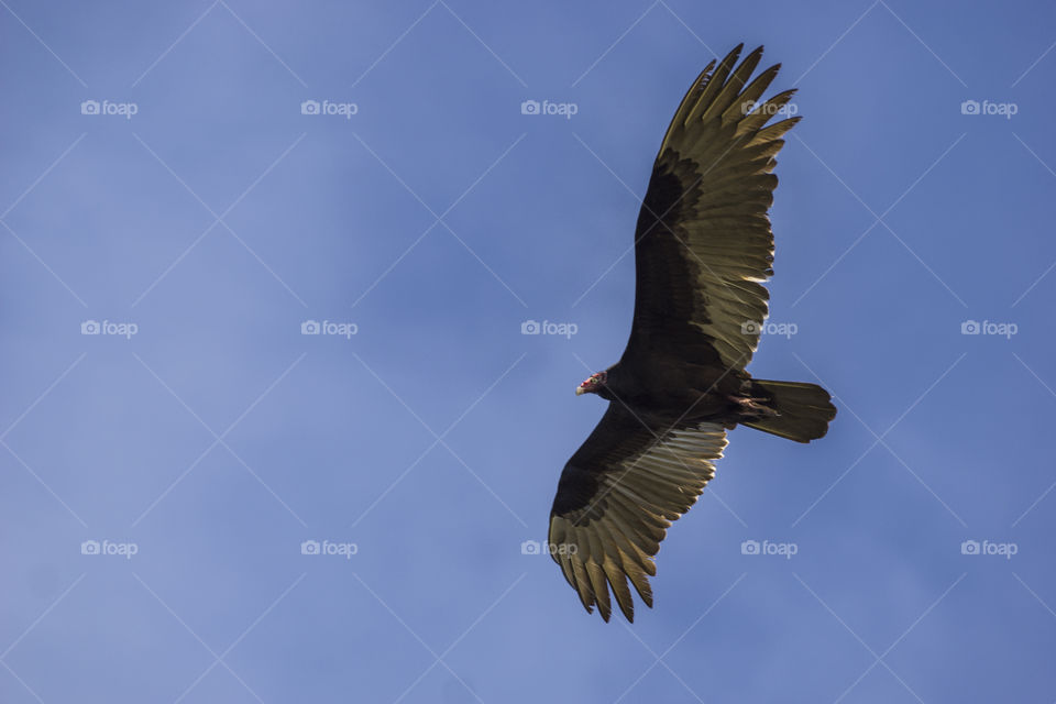 Vulture in flight