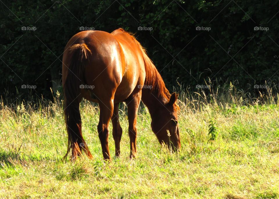 grazing peacefully