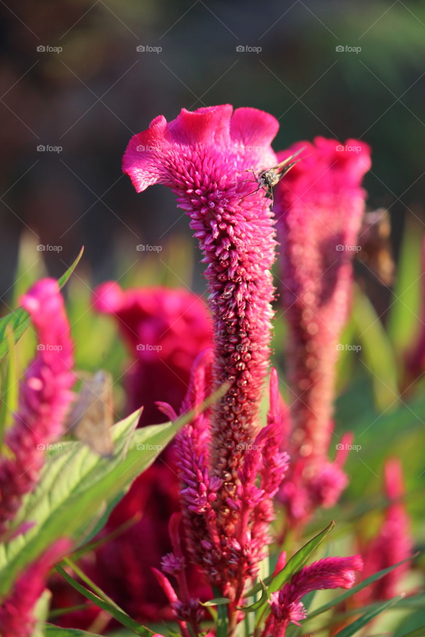 Velvety Pink Flowers
