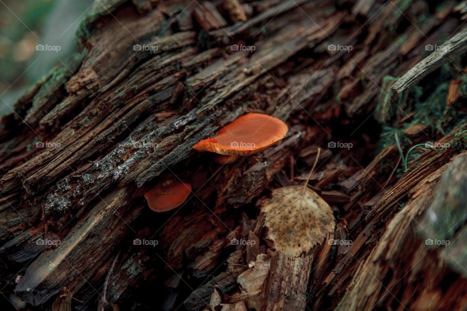 Nature detail outdoor in forest (tree mushrooms)