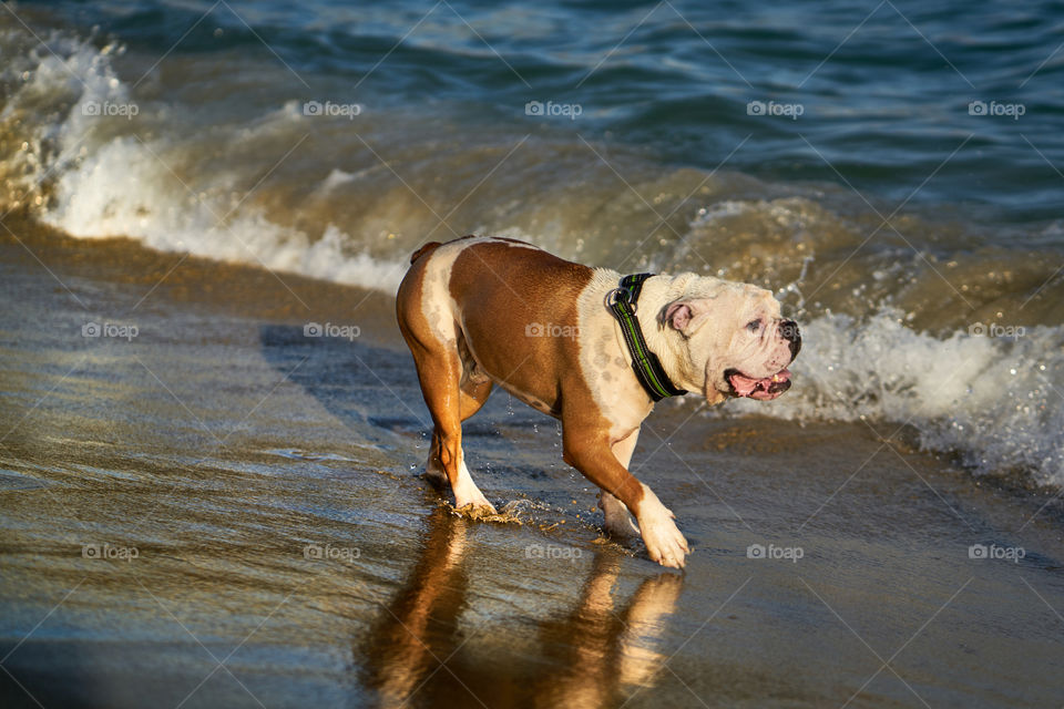 Bulldog at the seaside