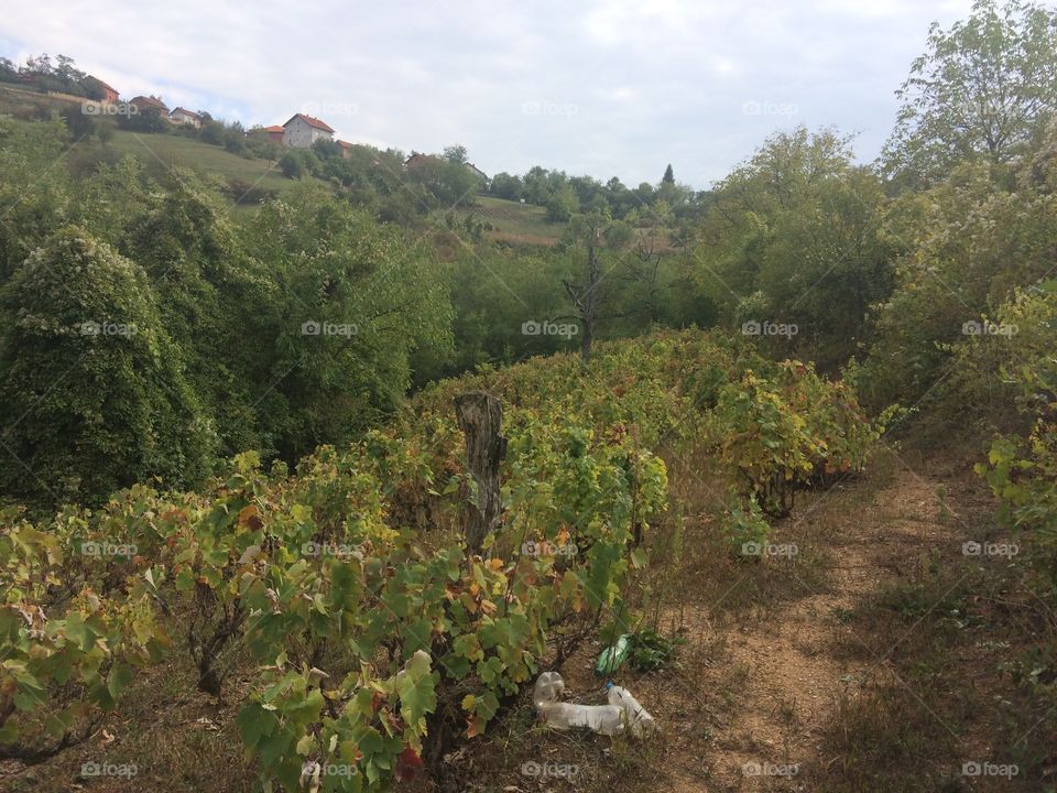 My vineyard