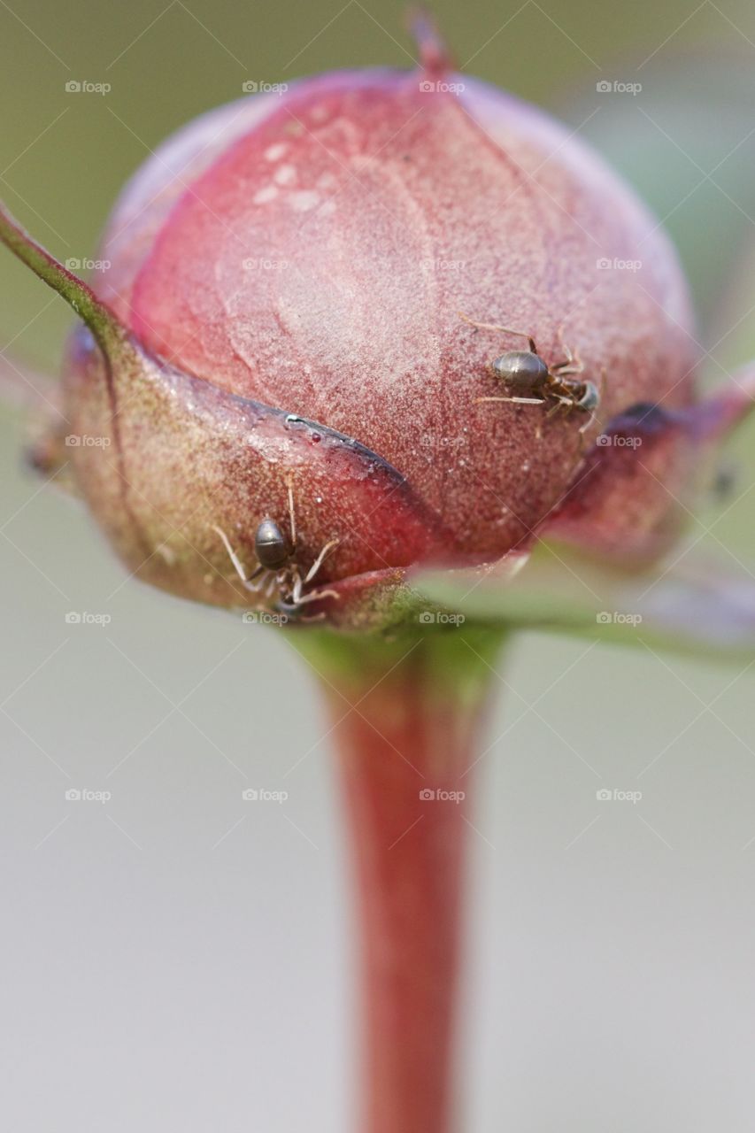 Close-up of ants on flower