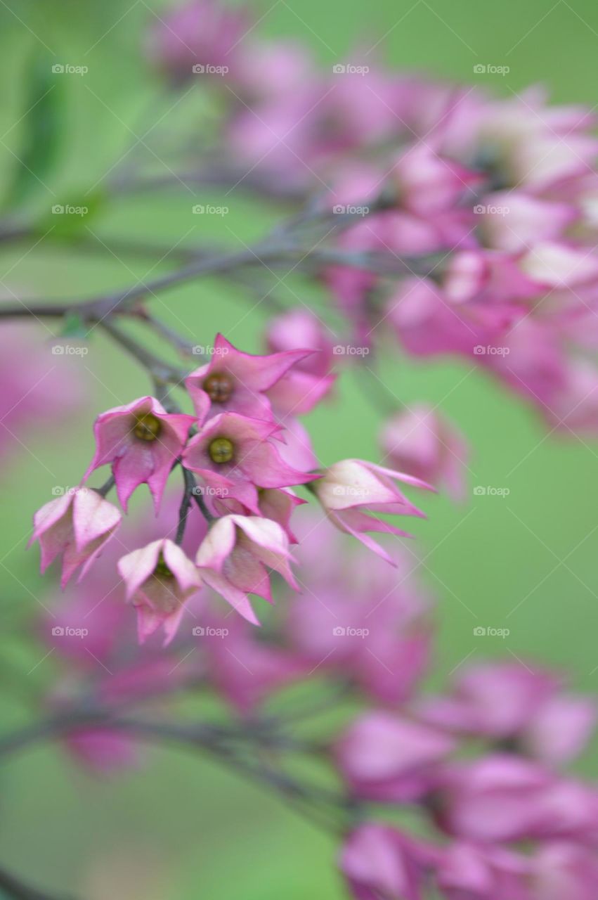 In summer flowers dressed in pink dancing in the garden.