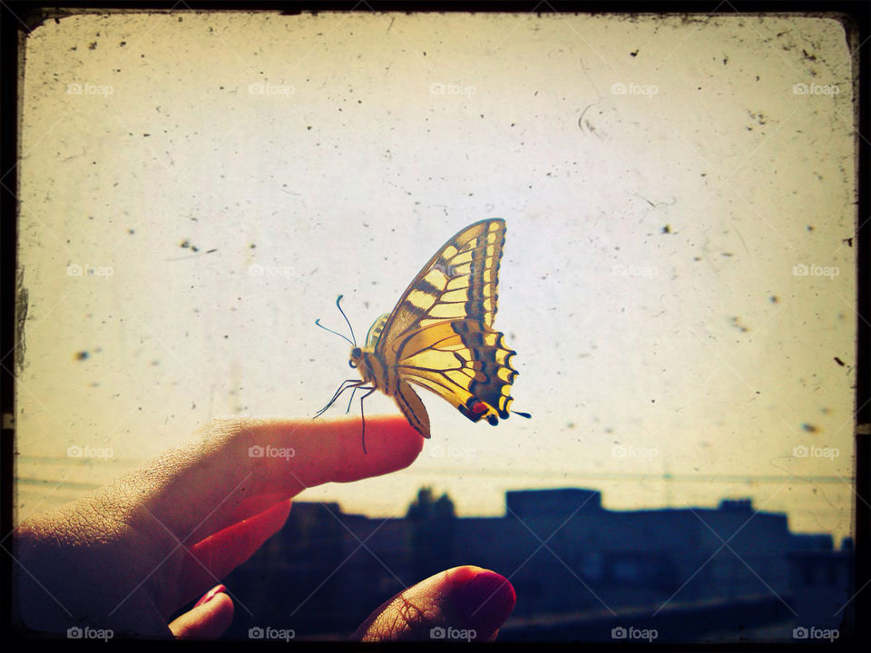 sky summer butterfly hand by ProshaPro
