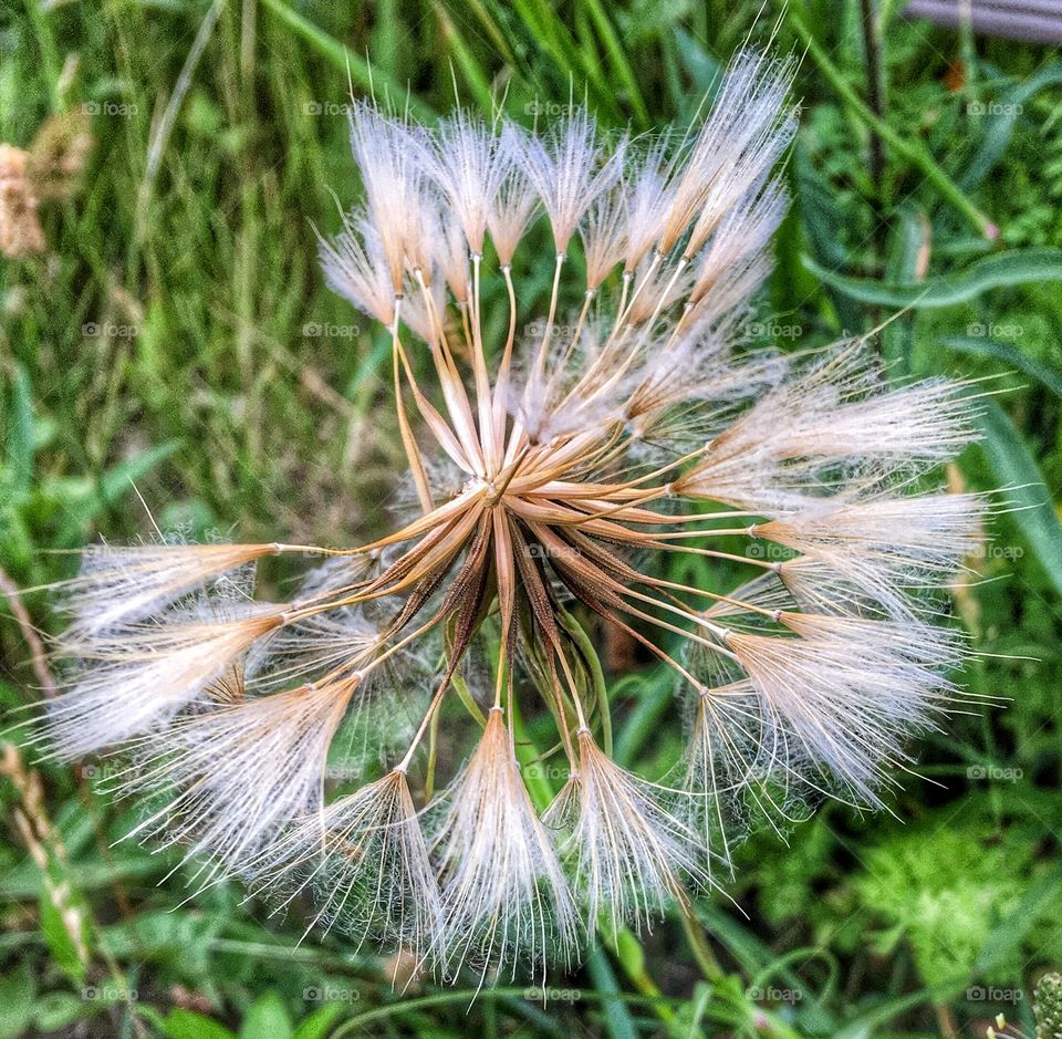 Close-up of a weathered dandelion flower