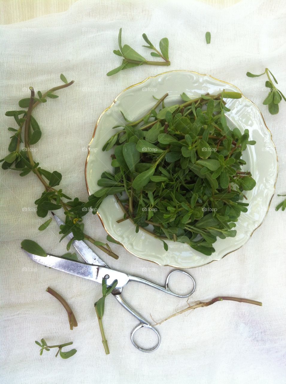 Purslane . Portulaca  oleracea