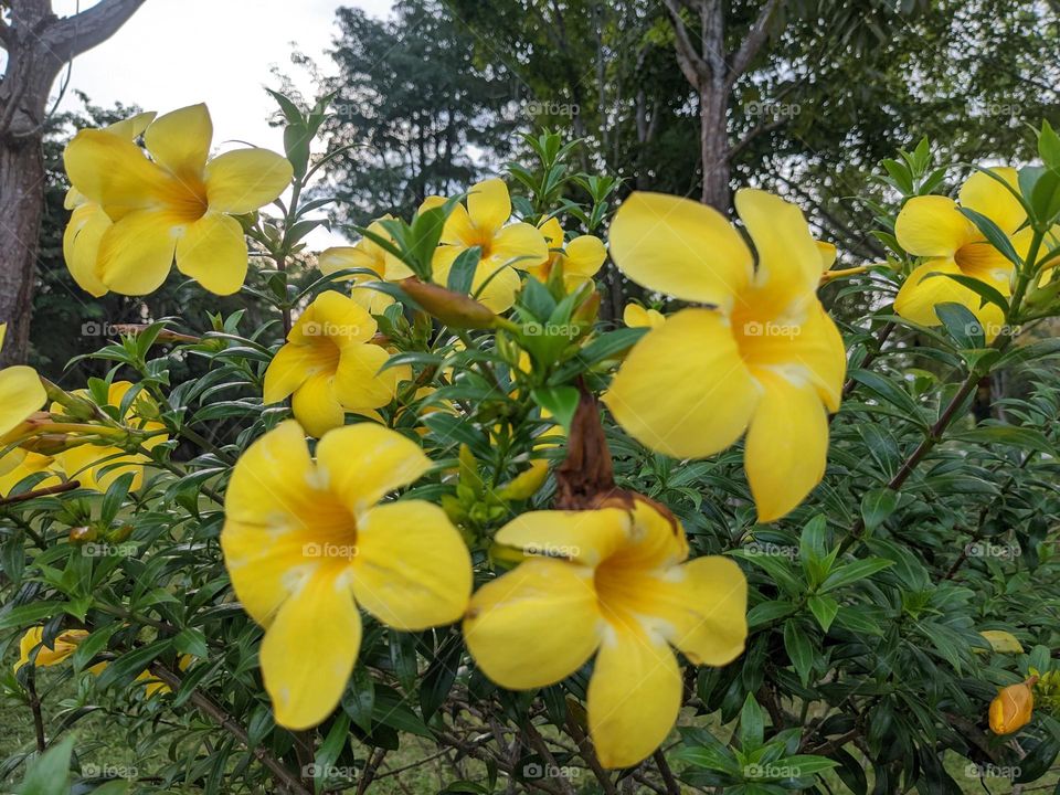 yellow Alamanda