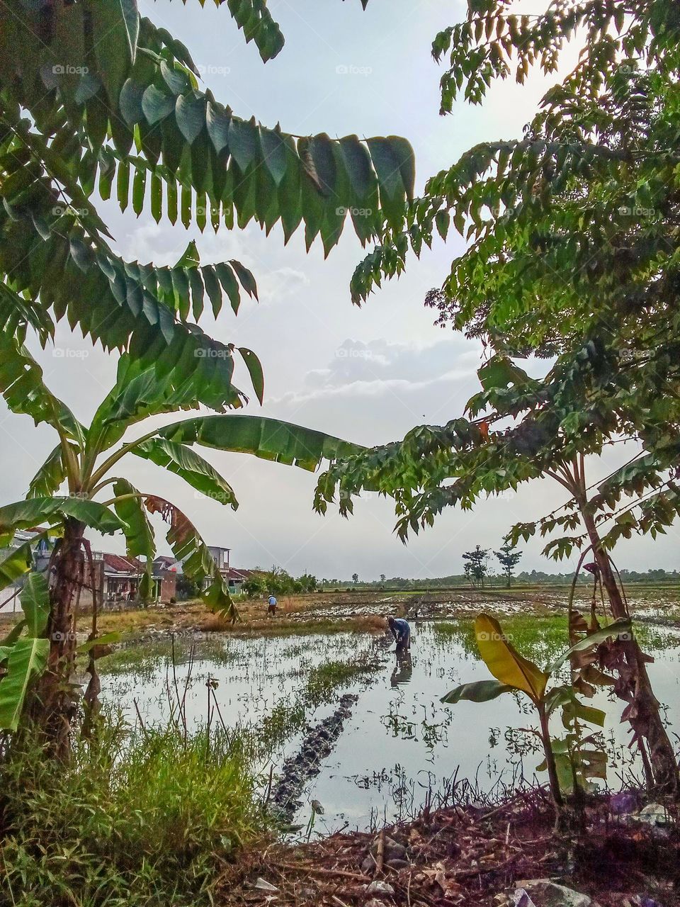 Beautiful view of rice fields in the morning