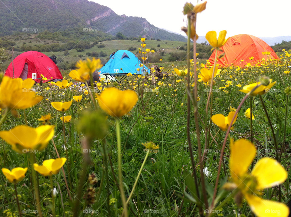 flowers camping tent iran by nader_esk