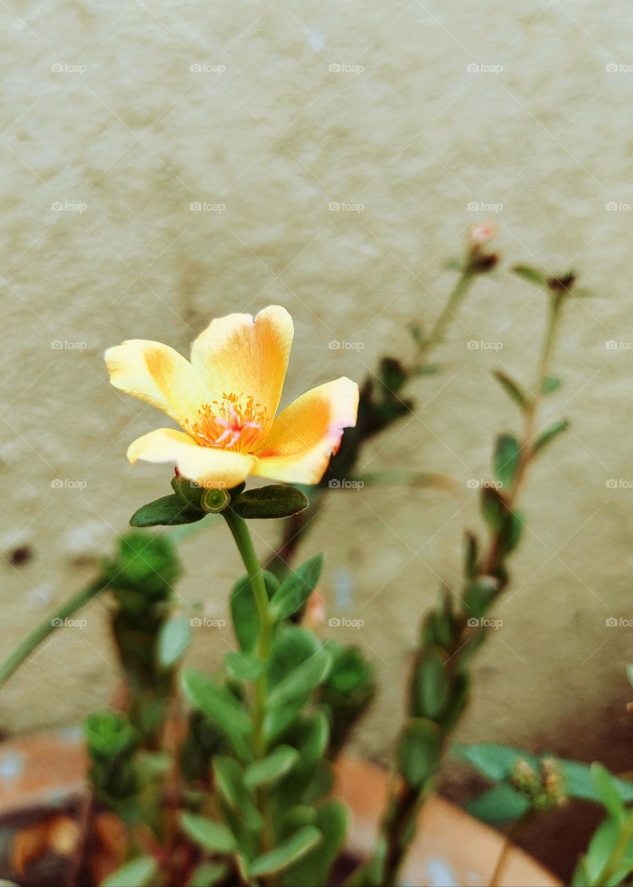 A flower is a gift of beauty