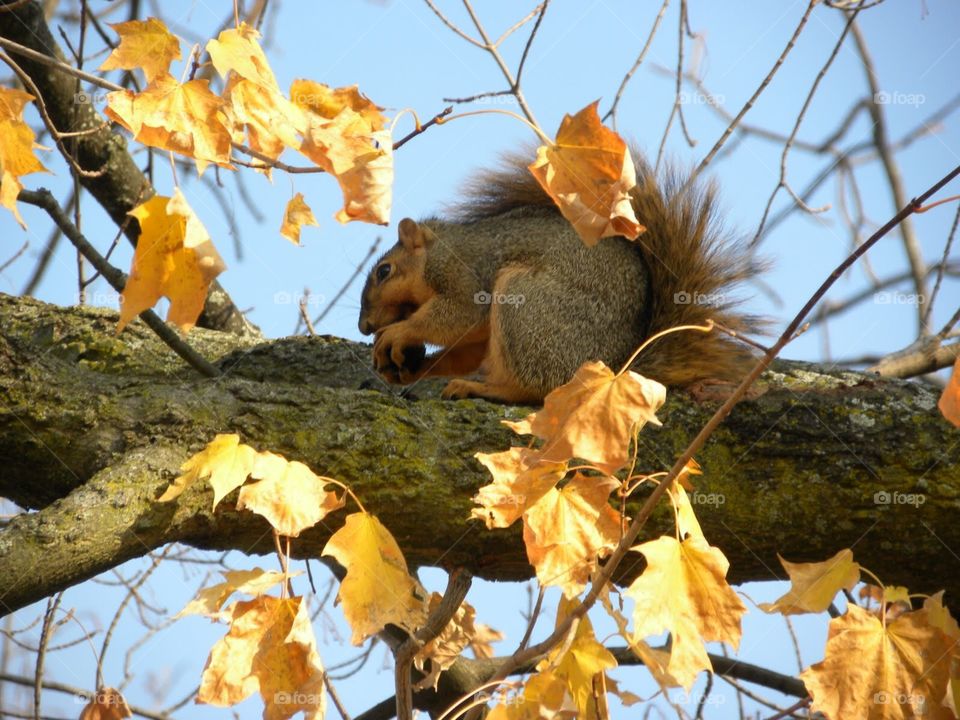 Squirrel in Tree