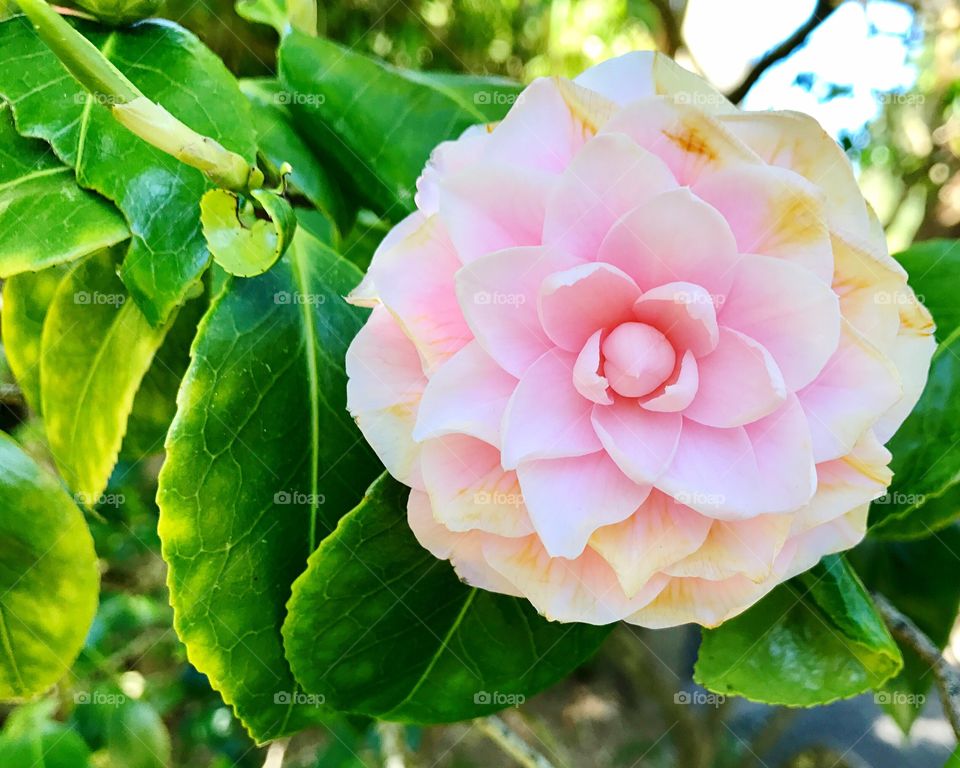 Pink bloom 