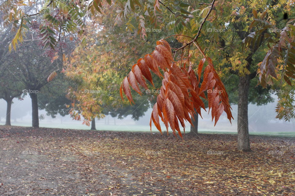 fall trees and leaves