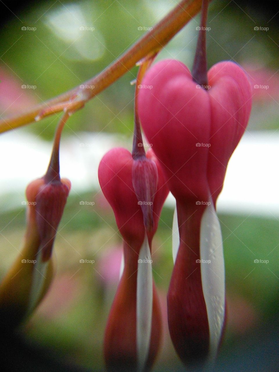 Bleeding Hearts