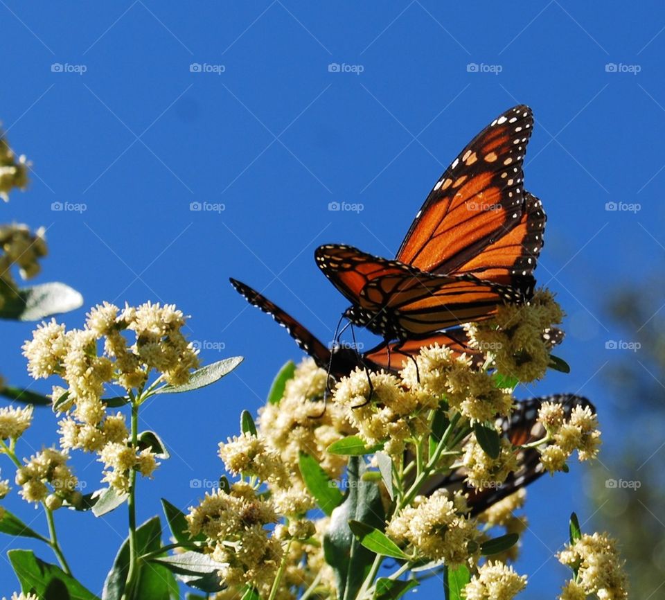 Monarch butterfly