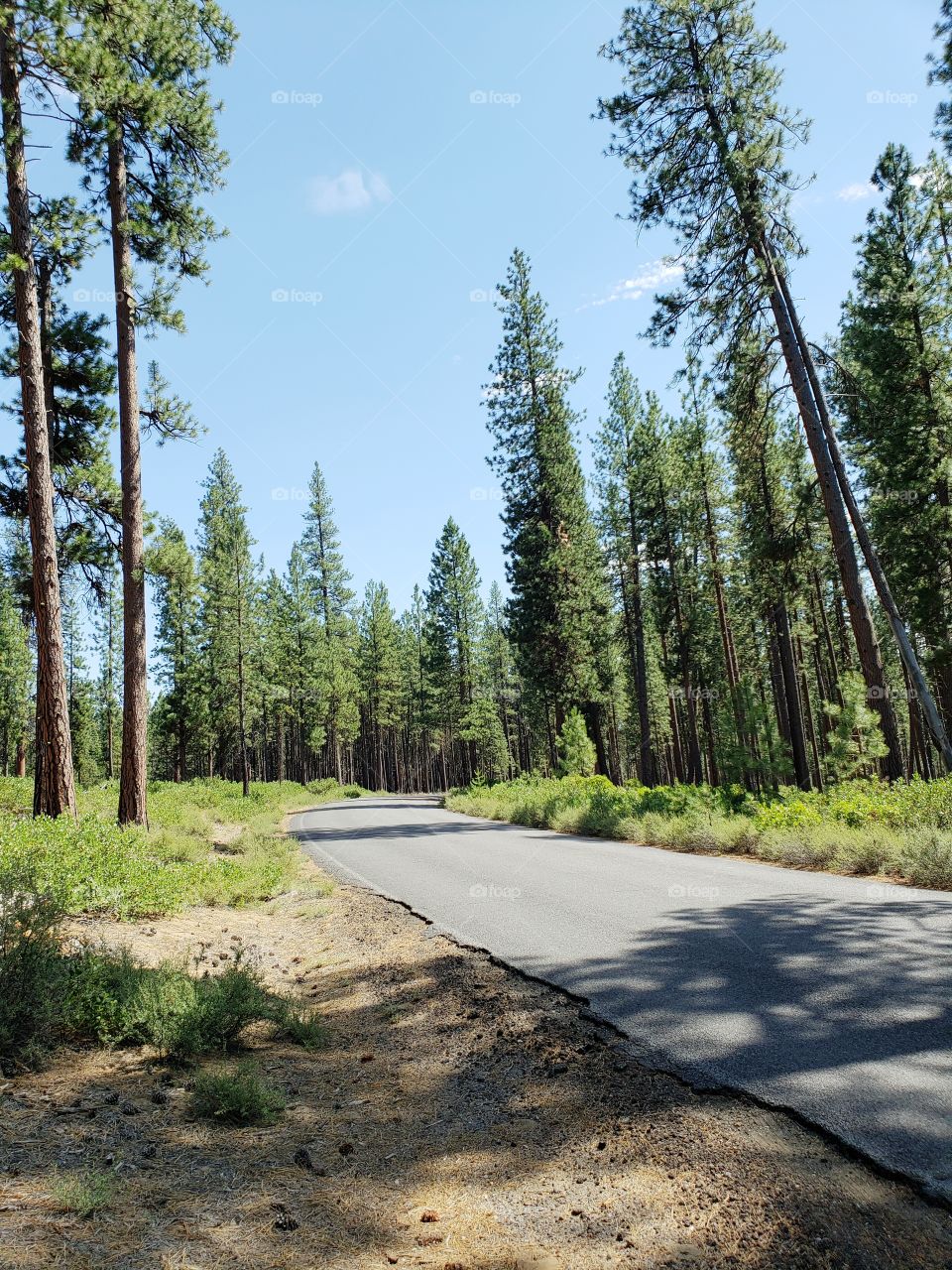 A backroad runs through Incredible towering ponderosa pine trees above green manzanita bushes in the Deschutes National Forest in Central Oregon on beautiful sunny summer day. 
