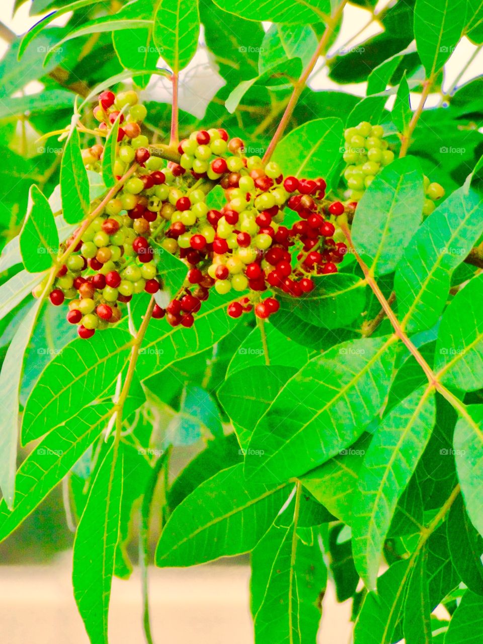 Red green berries 