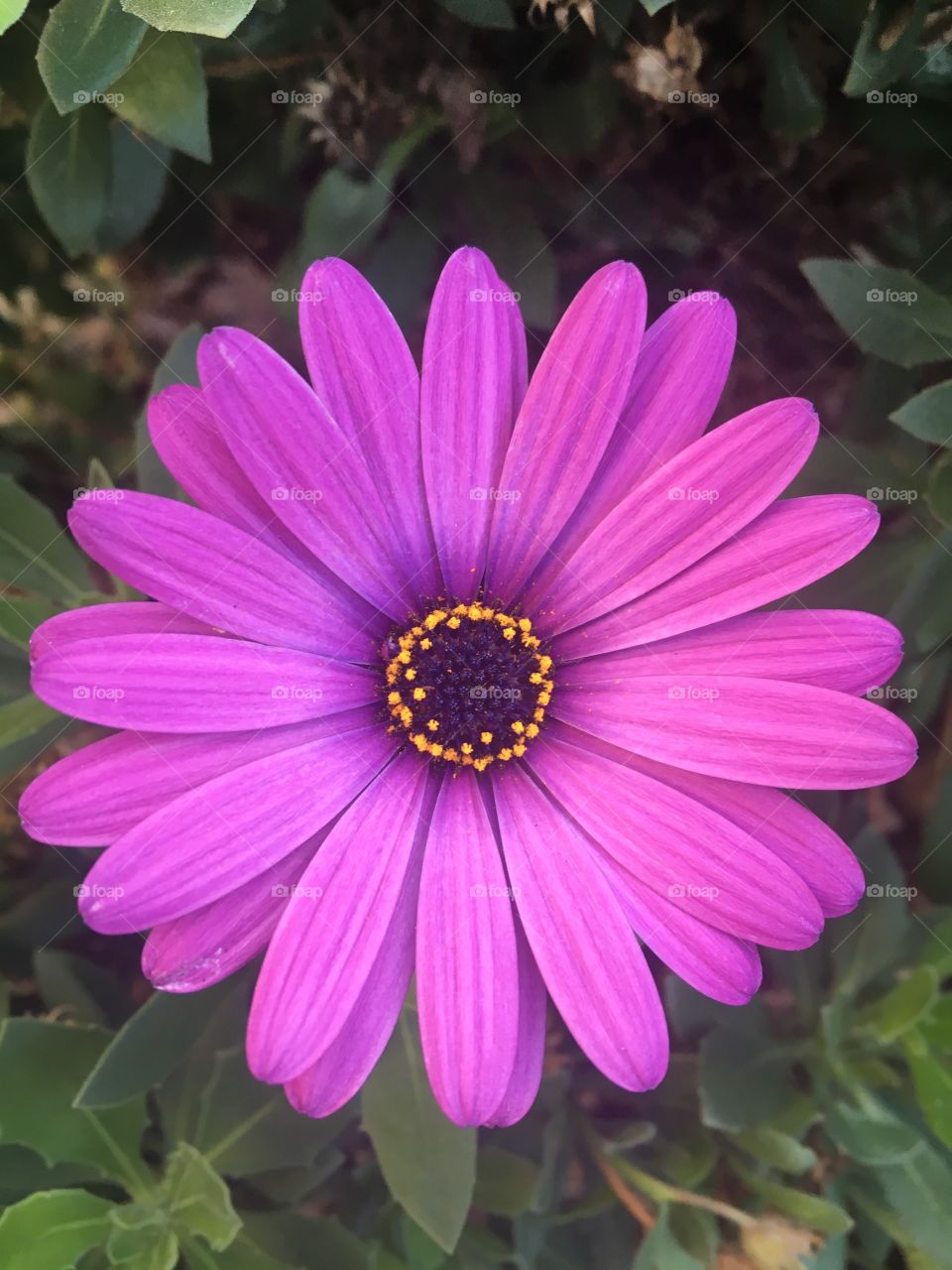 Close up purple daisy with yellow pollen
