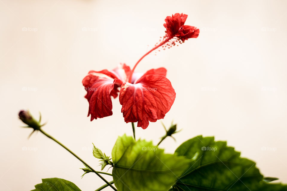 One Chaba flower (Hibiscus rosa-sinensis) chinese rose, red color, with green leaves blooming in morning sunlight in isolated background. With copy space room for text on both side of the image.