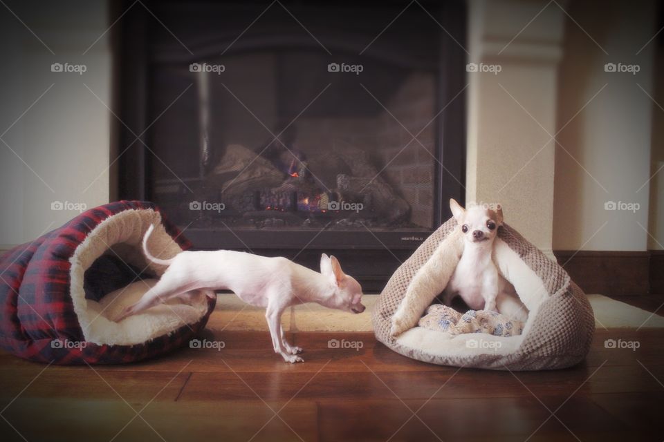 Two chihuahua pets next to a fireplace 