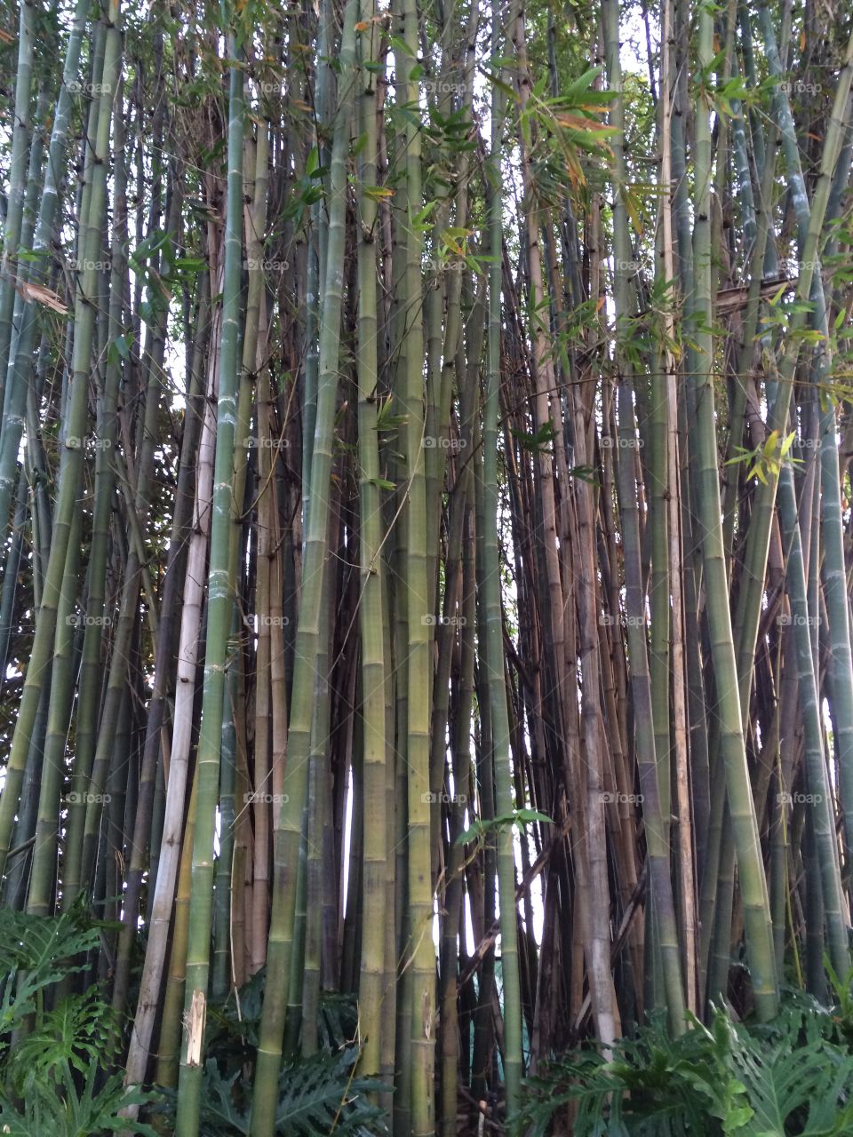 Bamboo trees in Orlando 