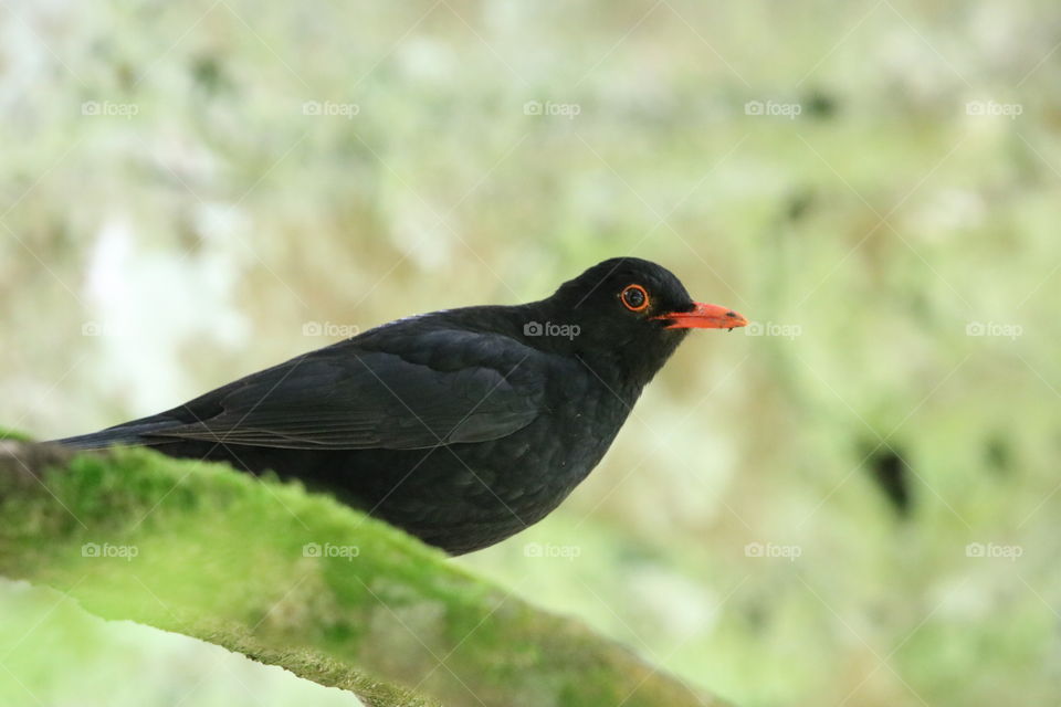 Blackbird 