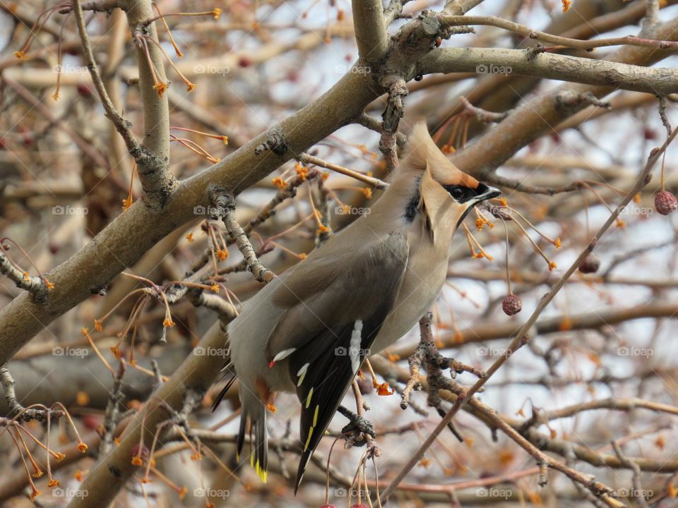 свиристель