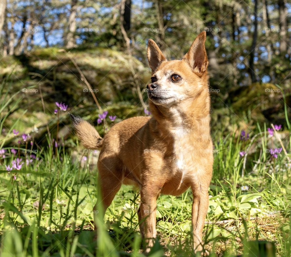 Chihuahua dog posing in a flower-filled forest 