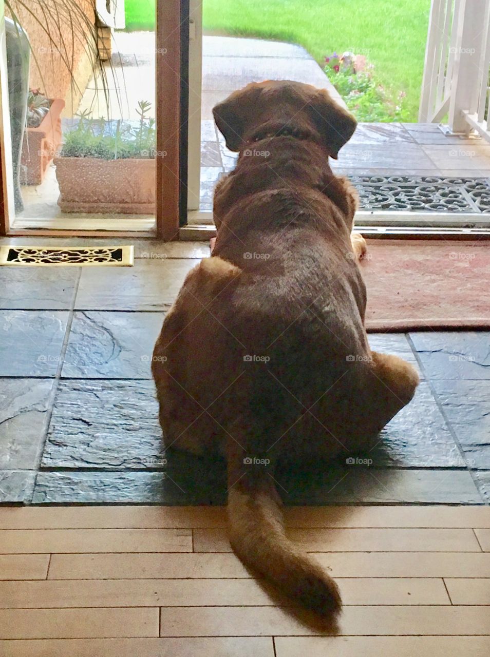 Labrador keeping watch at the front door
