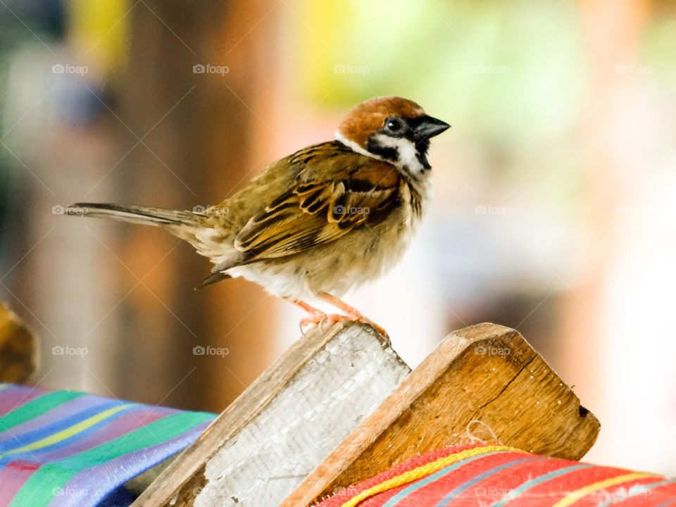 Sparrow on a beach chair