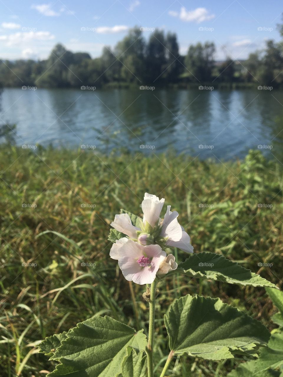 Wild clear Malva near the river 
