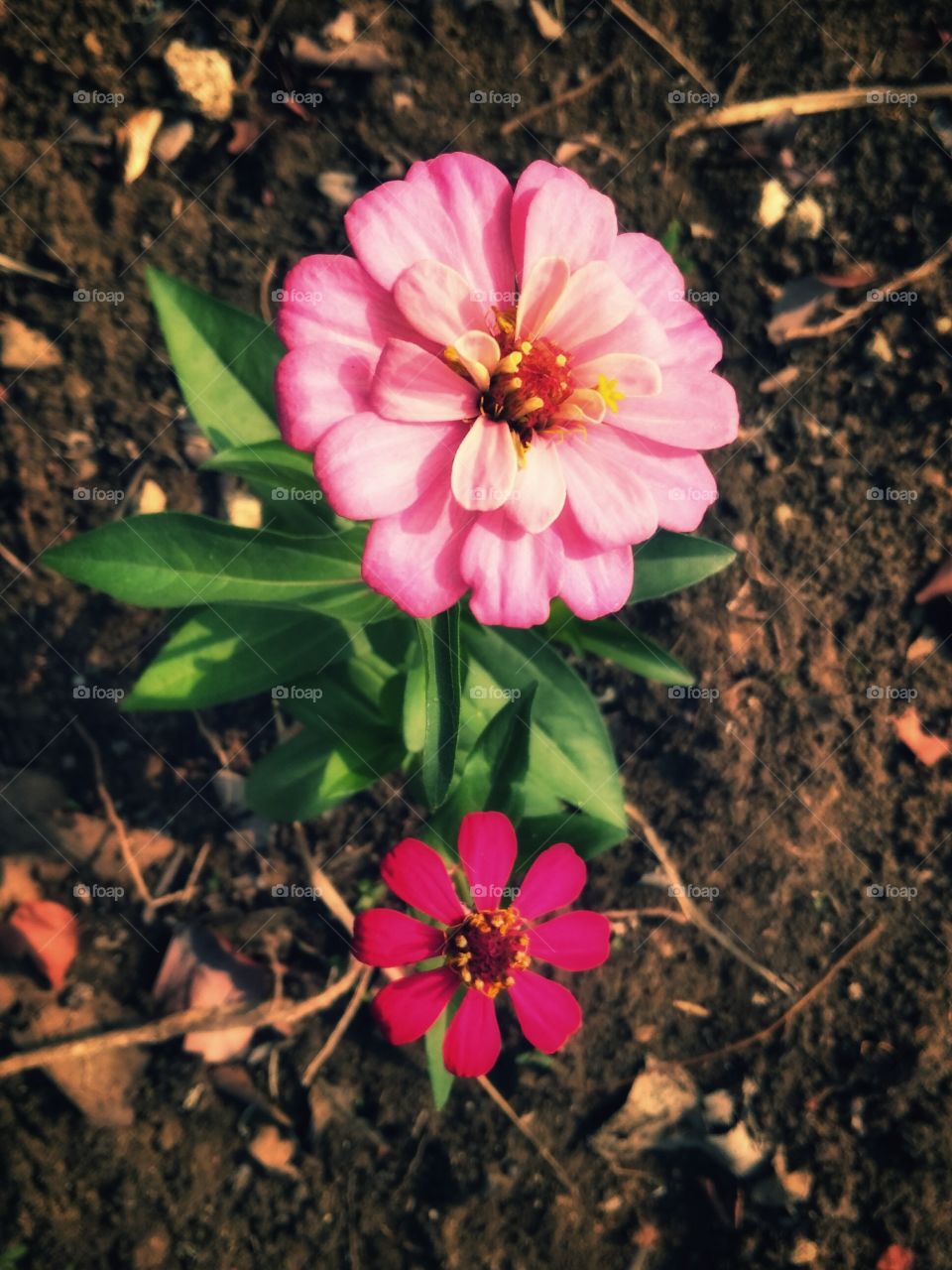 two beautiful flowers