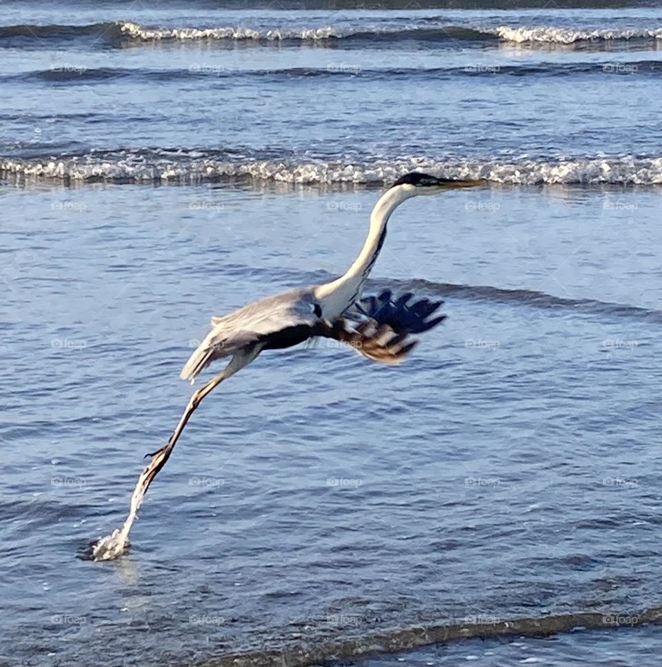 🇺🇸 Fly, bird, and go across the sea!  Where is he going?  Here: Santos beach, Brazilian coast. / 🇧🇷 Voa, pássaro, e vá atravessar o mar! Para onde ele vai? Aqui: praia de Santos, litoral brasileiro. 