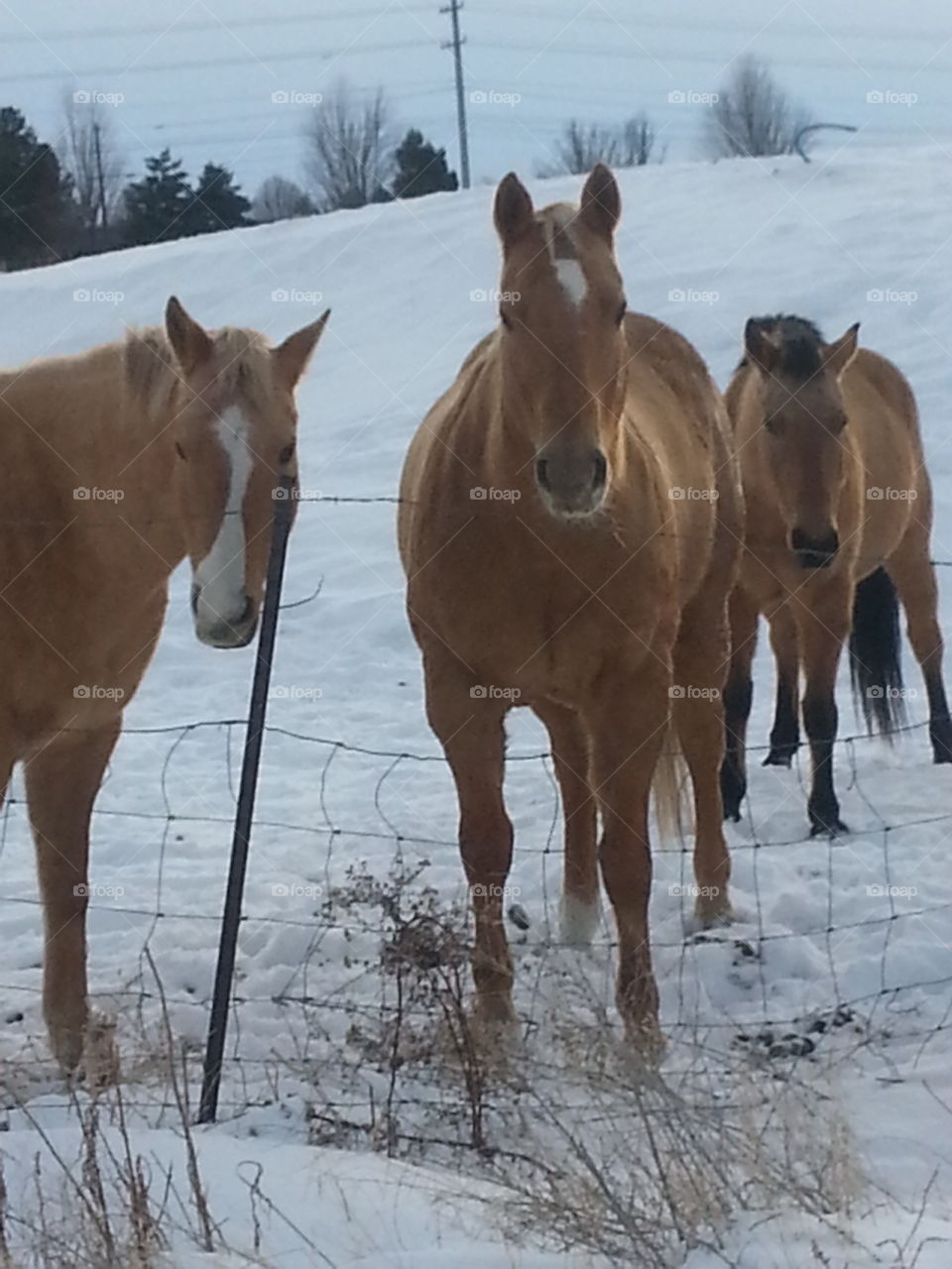 Winter, Snow, Horse, Mammal, Cavalry